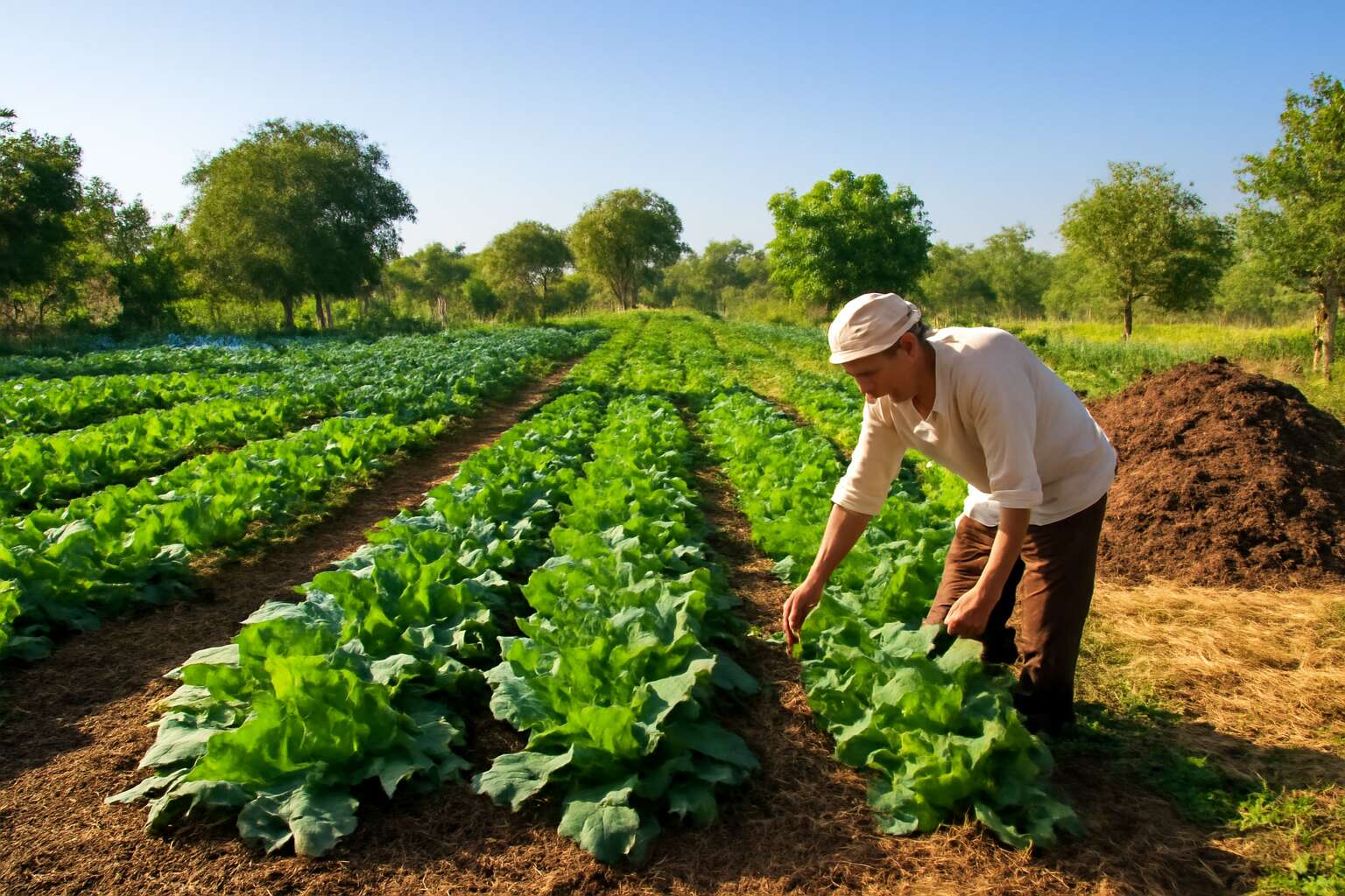 organic farming jaivik kheti